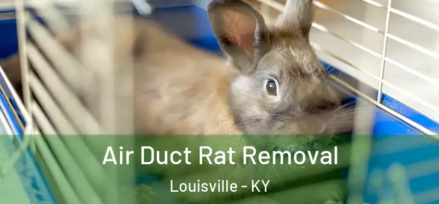  Air Duct Rat Removal Louisville - KY